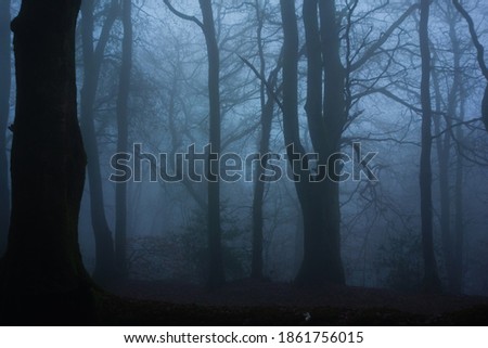 early morning mist with winter trees