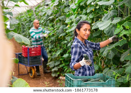 Smiling latin american female farmer picking crop of cucumbers in greenhouse. Successful farming concept