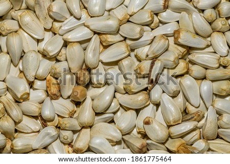 Safflower (Carthamus tinctorius) seeds in detail Royalty-Free Stock Photo #1861775464