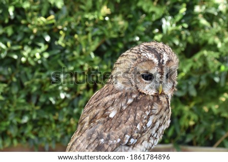Screech owl portrait with natural background