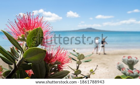 The Pohutukawa tree which is also called the New Zealand Christmas tree in full bloom at Takapuna beach, with blurred Rangitoto Island in the distance and people walking on the beach Royalty-Free Stock Photo #1861788943