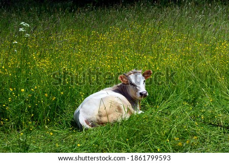 A small bull lies on the grass. White cow, symbol of the year 2021 according to the Chinese calendar.