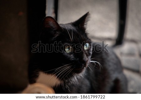 cute cat with black colour in Turkey