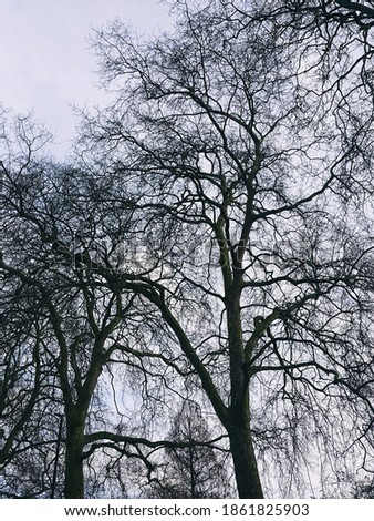 Image of branches of the trees at London