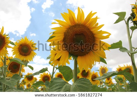  beautyful sunflower in the nature with sunshine