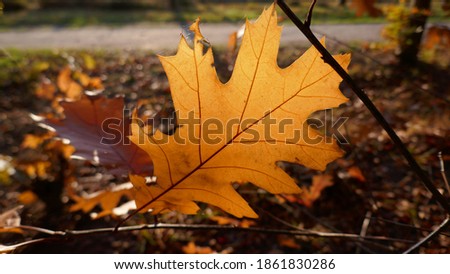 autumn oak leaf lit by sun, hooking on twig, in forest