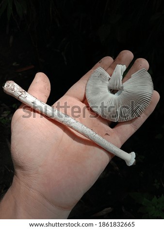 picture of holding a wild mushroom in hand.