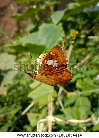picture of pedesta masuriensis or white spotted mussoorie bush bob butterfly moth on a little flower.