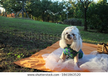 A dog picnic in a comfortable park