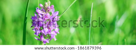 Close up Violet Dactylorhiza, marsh orchid. Purple flower on a bright green nature background. Best floral picture for covers, banners, posters and other projects. Very peri, violet. 