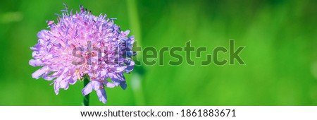 Close up of Field Scabious, Knautia Arvensis. Purple flower on a bright green nature background. Best floral picture for covers, banners, posters and other projects. Very peri, violet. 