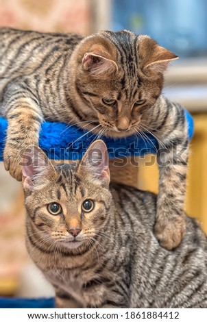 two young beautiful tabby cats together at home
