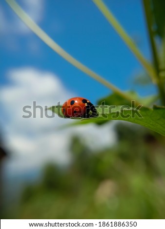 picture of seven spotted ladybug or coccinella septempunctata.