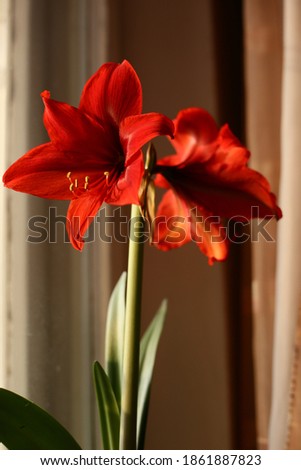 Hipperastrum amaryllis big red flower
