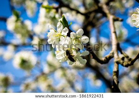 Bee collecting pollen form an apple tree during spring