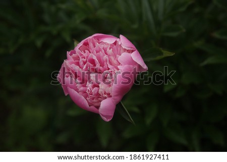 A closeup of a pink peony surrounded by greenery in a field with a blurry background