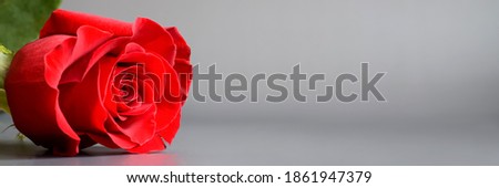 Beautiful red rose with fresh green foliage on a gray background. Best floral picture for covers, banners, posters and other projects.
