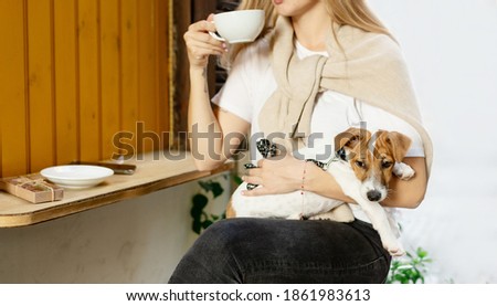 Portrait of a small dog Jack Russell Terrier, sitting on the knees of an adult female owner, while he sitting at table in cafe with cup of cappuccino and box of chocolate.