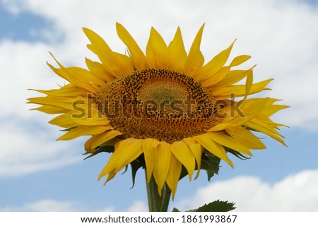 Sunflowers garden. Sunflowers have abundant health benefits. Sunflower oil improves skin health and promote cell regeneration. Royalty-Free Stock Photo #1861993867