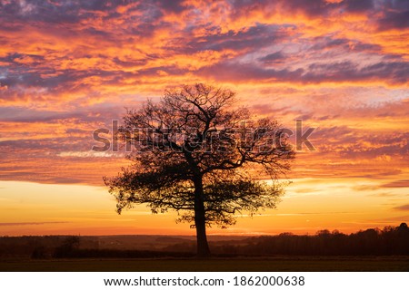 Silhouette of a solitary oak tree at sunset with a dramatic red sky. Much Hadham, Hertfordshire. UK Royalty-Free Stock Photo #1862000638