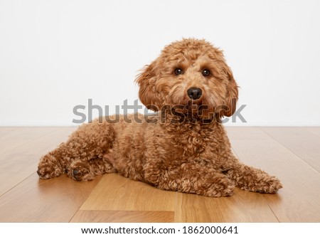 Cavapoo dog lying on a wooden floor with a white background. Royalty-Free Stock Photo #1862000641