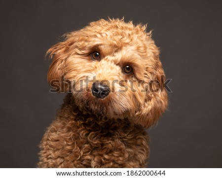 Cavapoo dog looking to camera with a curious expression against a plain grey background. UK Royalty-Free Stock Photo #1862000644
