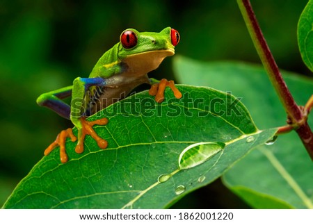 Close-up colorful red-eyed tree frog (Agalychnis callidryas) sitting on the green leaf with rain drops in wet tropical forest Royalty-Free Stock Photo #1862001220