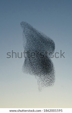 Beautiful large flock of starlings. A flock of starlings birds fly in the Netherlands. During January and February, hundreds of thousands of starlings gathered in huge clouds. Starling murmurations. Royalty-Free Stock Photo #1862001595