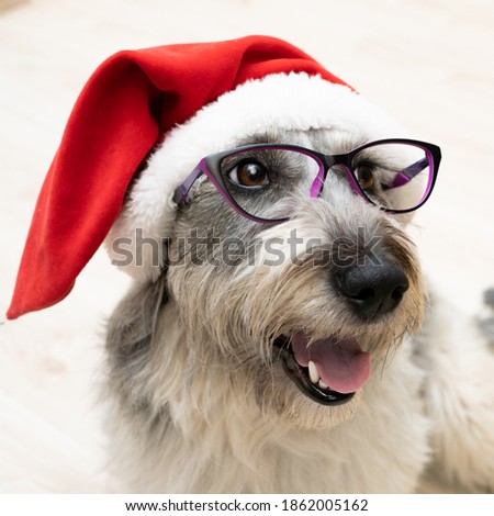 a dog with glasses and a Christmas hat sits with its tongue hanging out