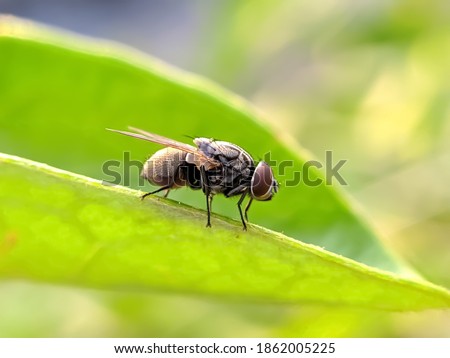 housefly on leaf garden housefly green leaves plant to sit housefly Royalty-Free Stock Photo #1862005225