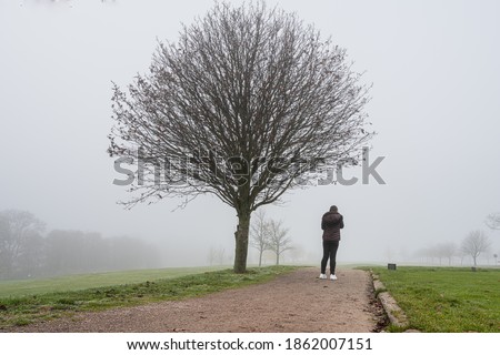 A willow tree with a misty background. Picture from Scania county, Sweden