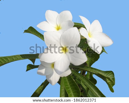 White Plumeria, Plumeria rubra, White flower, full bloom, closeup picture, Blue background