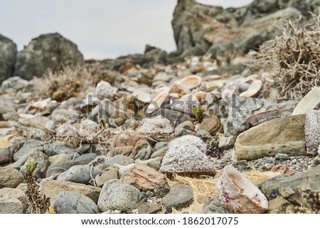 close up with shallow depth of field of lots of seashells and mussels lying mixed up at the beach of the pacific ocean of the atacama desert, Chile, South America