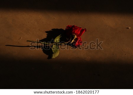 A beautiful picture of rose with its shadow.