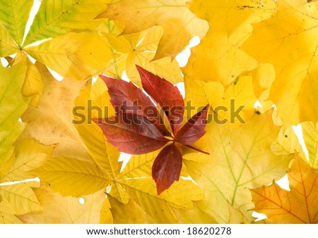 There are autumn leaves for nice designs