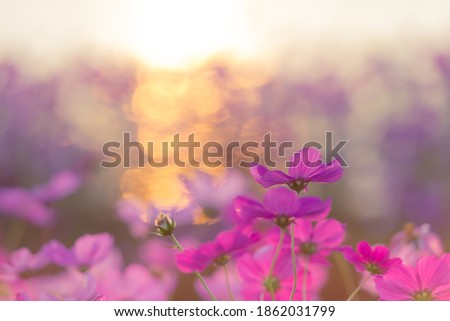 Beautiful cosmos that shines in the sunset