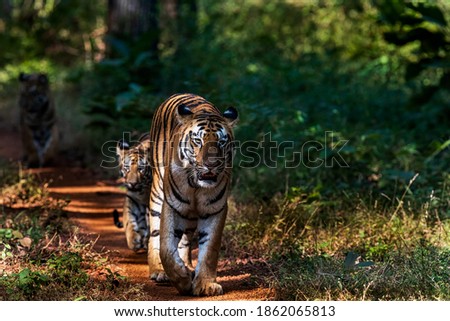 Panthera Tigris with her cubs in Tadoba Andhari Tiger Reserve