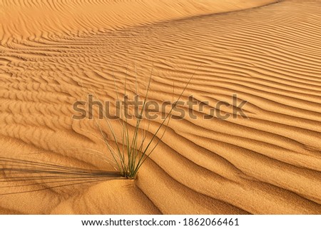 Golden  desert sand texture as background