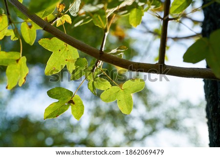  Leaves of a Montpellier maple (Acer monspessulanum) in autumn in a park                             