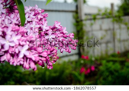 Photo of lilac flowers. Blooming lilacs in spring after rain