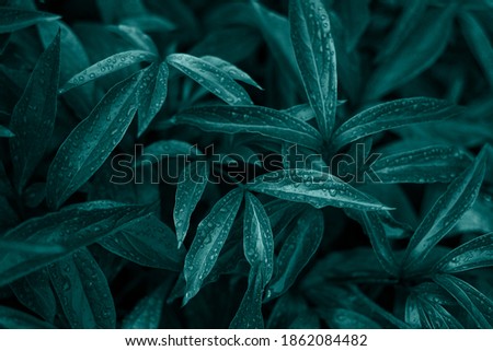 Tidewater green leaves with dew background Royalty-Free Stock Photo #1862084482
