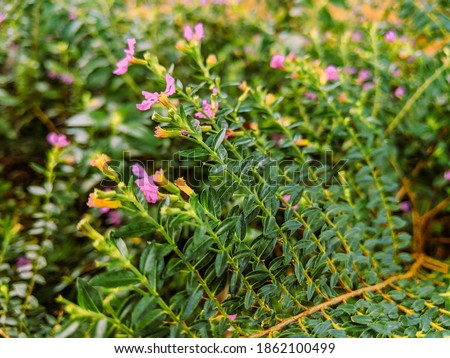 Cuphea hyssopifolia , the false heather , Mexican heather , Hawaiian heather or elfin herb , is a small evergreen shrub native to Mexico, Guatemala and Honduras Royalty-Free Stock Photo #1862100499