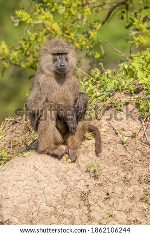 Chacma baboon ( Papio ursinus) looking alert, Lake Mburo National Park, Uganda.	