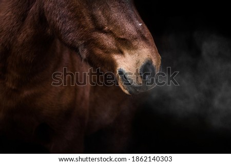 close-up of a horse's nose exhaling steam on a black background