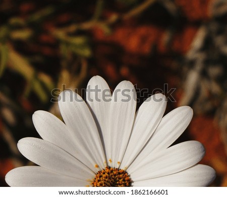 Close up of white daisy dark background 