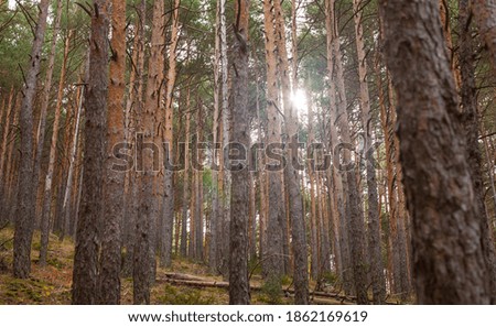 Wilderness landscape forest with pine trees and moss on rocks