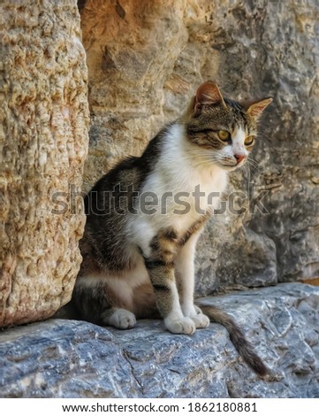 A white brown cat sitting on the rocks
