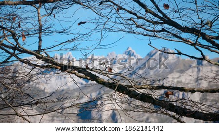 Dry tree branches on mountain peaks background