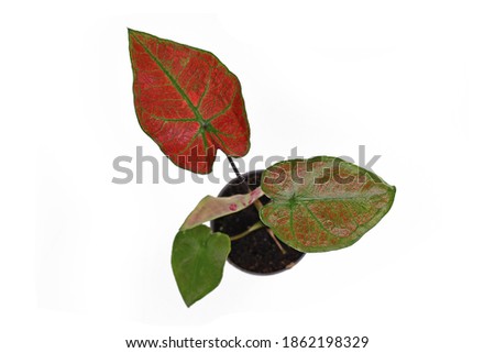 Top view of exotic 'Caladium Thai Danasty' or 'Valentina' houseplant with red leaves and green veins isolated on white background