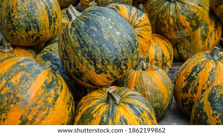 Autumn vegetables food thanksgiving background banner - Top view lots of colorful orange green pumpkin squash ( cucurbita ), edible pumpkins	